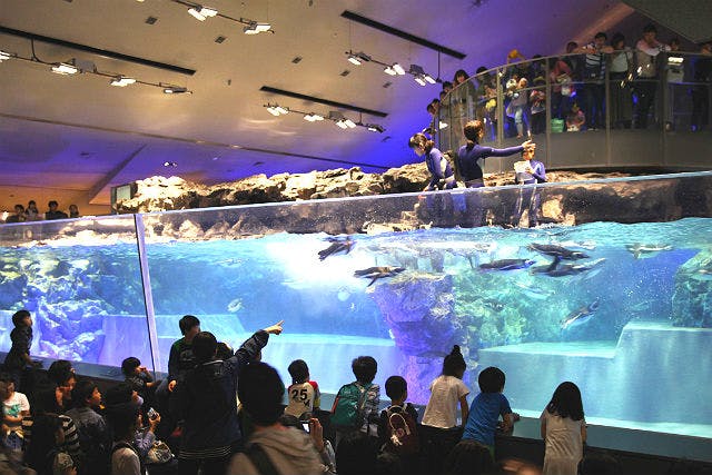 親子限定 すみだ水族館 水族館デビューアルバム付きチケット アソビュー