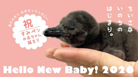 6/20〜8/30限定！【10%割引】すみだ水族館　日時指定チケット　 ※各回の入場開始時間は混雑が予想されます。