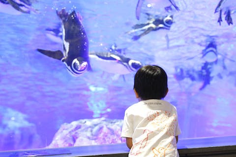 すみだ水族館　日時指定チケット　 ※各回の入場開始時間は混雑が予想されます。