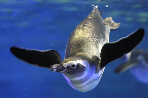 すみだ水族館　日時指定チケット　 ※各回の入場開始時間は混雑が予想されます。