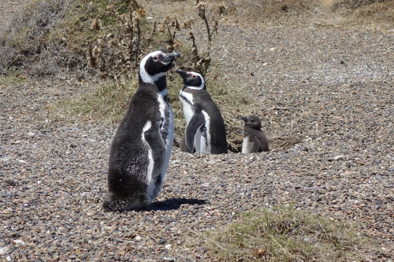 The Penguin Passion Party!】4/25世界ペンギンの日特別講演 優先席