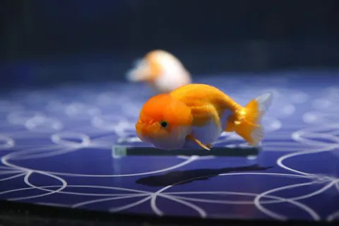 有料ワークショップ「いろはに金魚」powered by 朝日信用金庫