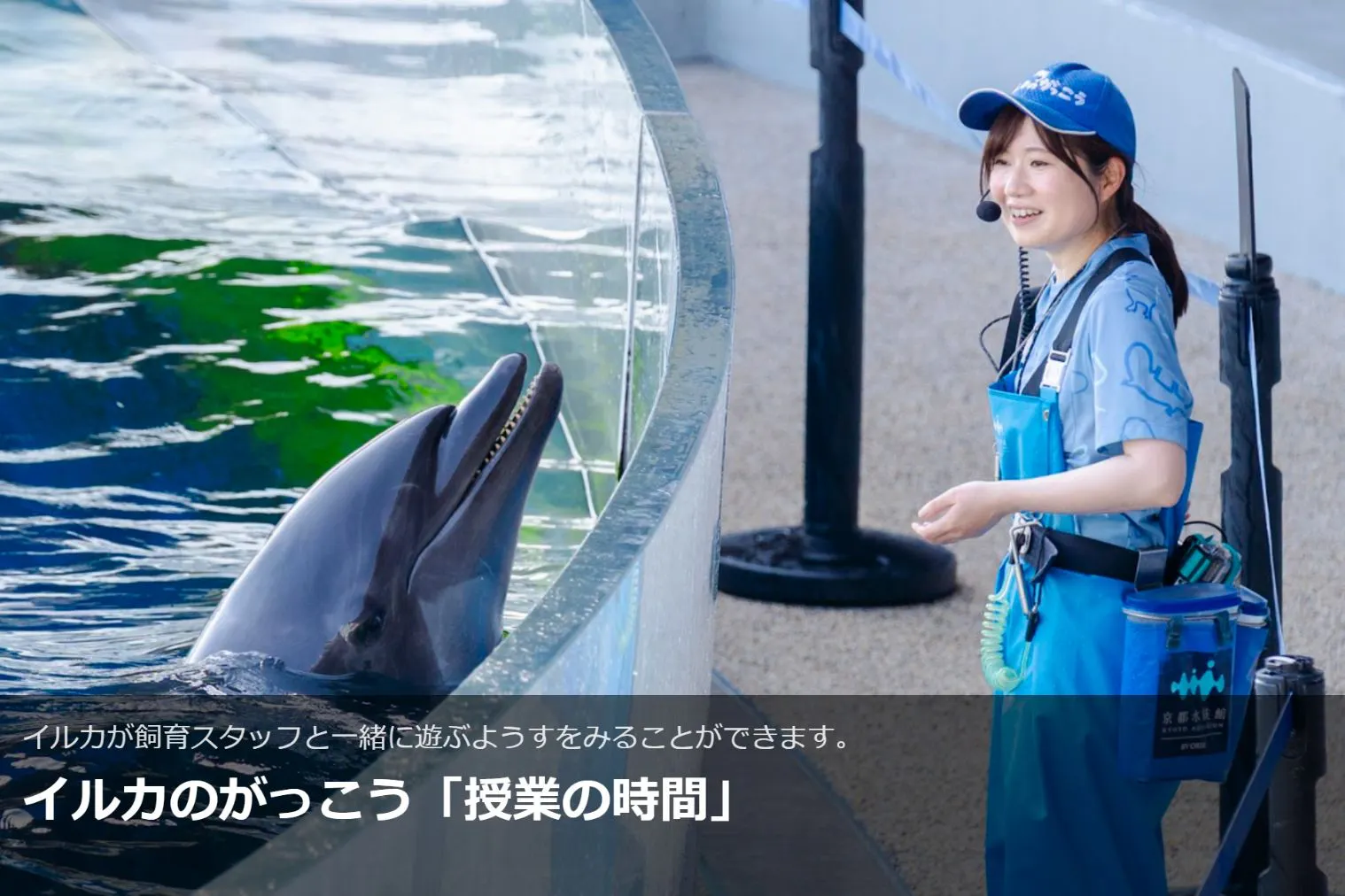 6/20〜8/30限定！【10%割引】京都水族館 日時指定チケット ※各回の入場