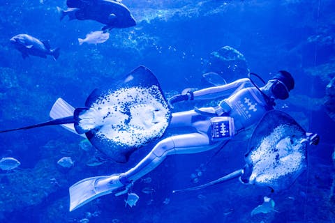 京都水族館　日時指定チケット　※各回の入場開始時間は混雑が予想されます