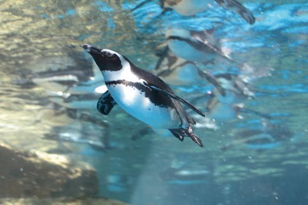 京都水族館 日時指定チケット ※各回の入場開始時間は混雑が予想されます｜アソビュー！