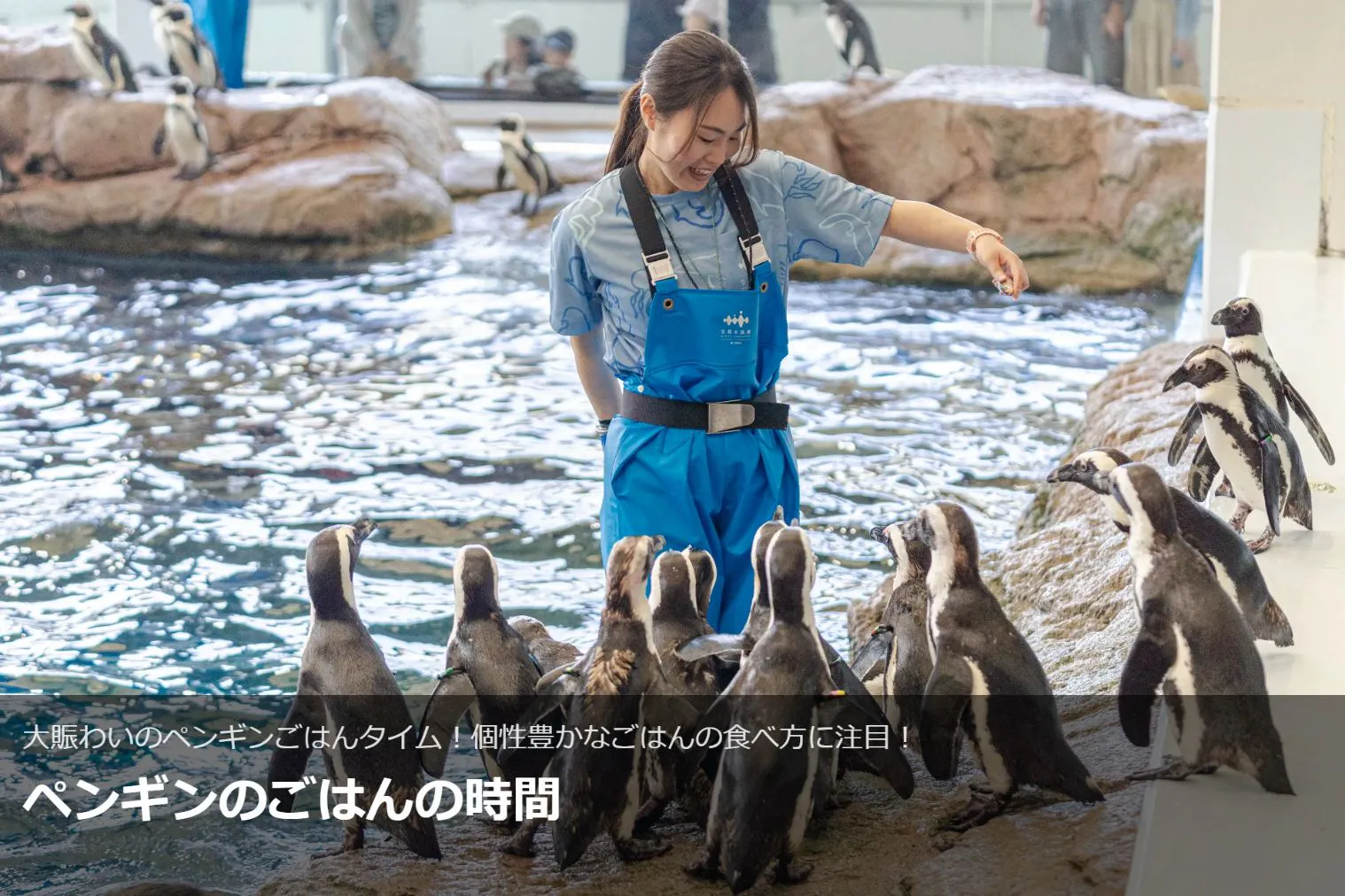 激レア！プチトレイン、京都水族館含む正規品43枚セット 激レア！プチトレイン、京都水族館含む正規品43枚セット 激レア！プチ