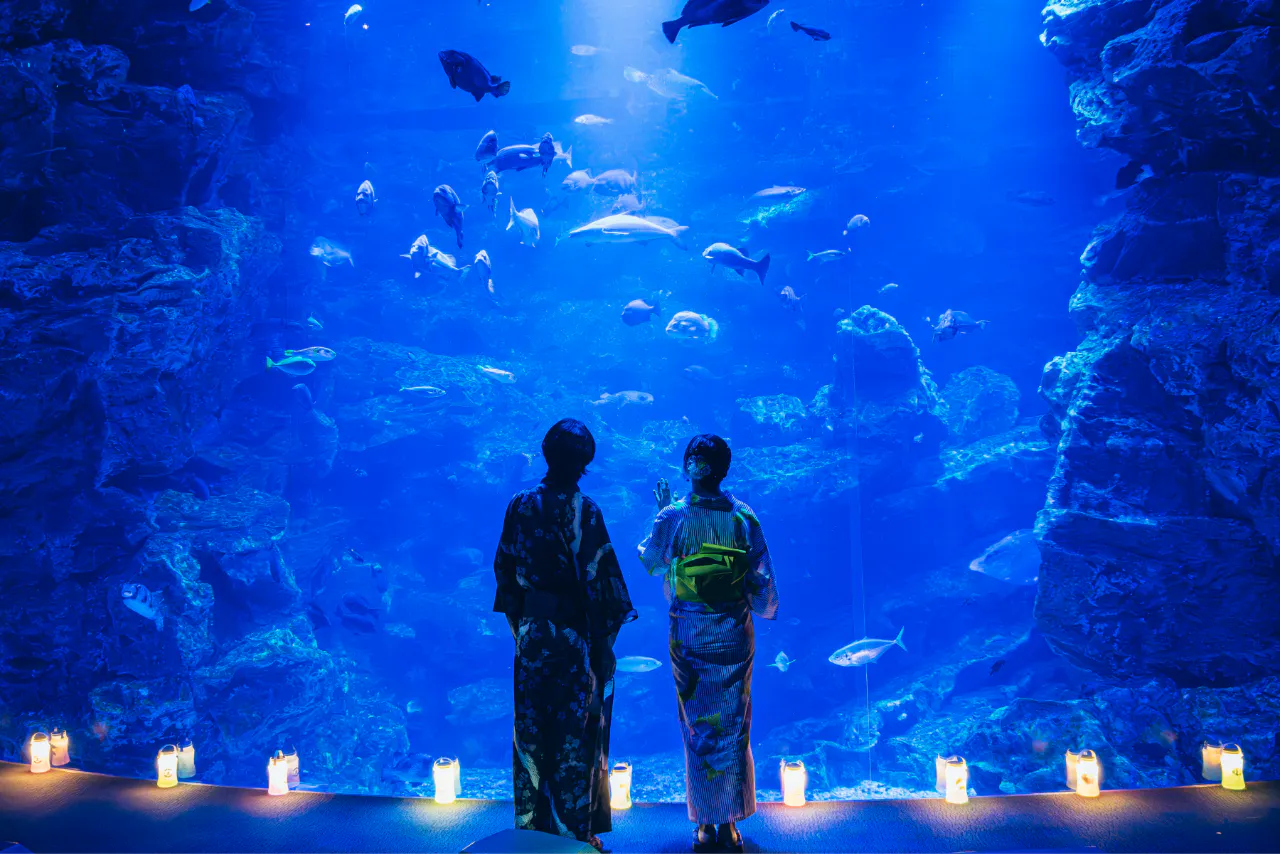 ボンドロプチドロシール(シール帳)プチトレイン京都水族館他 京都水族館 夏の「全館（東の界・西の界）」ボンボンドロップシール