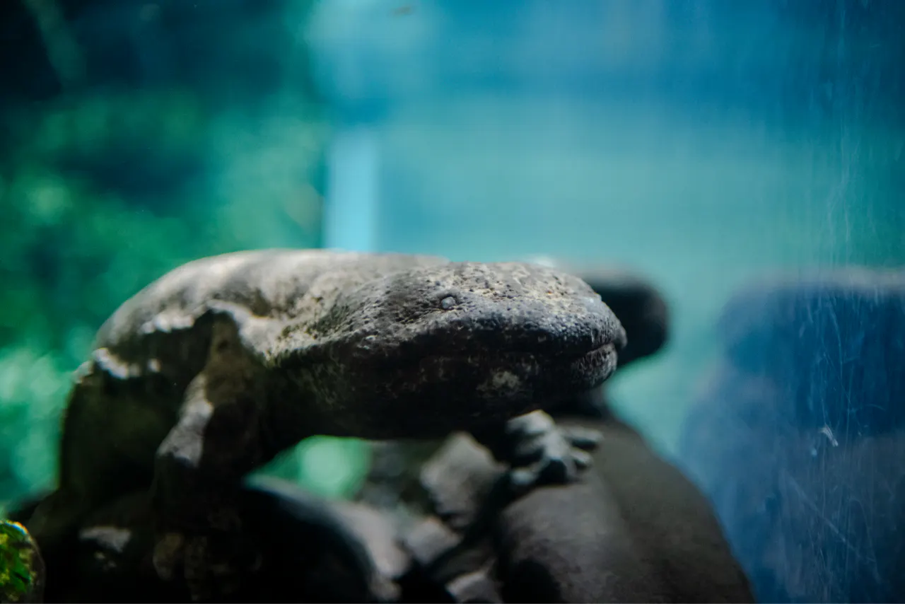 京都水族館 夏の「東の界」ボンボンドロップシール購入券付き入館券