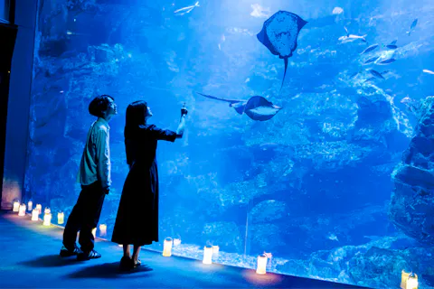京都水族館　夏の「東の界」ボンボンドロップシール購入券付き入館券