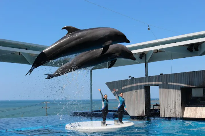 上越市立水族博物館 うみがたり 購入窓口に並ばずに入場できる 前売りチケット アソビュー