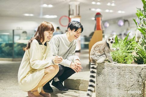 ニフレル 前売りWEBチケット（入館券）