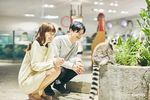 ニフレル 前売りWEBチケット（入館券）