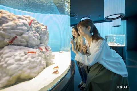 ニフレル 前売りWEBチケット（障がい者割引）　※身体障がい者手帳等をお持ちの方限定