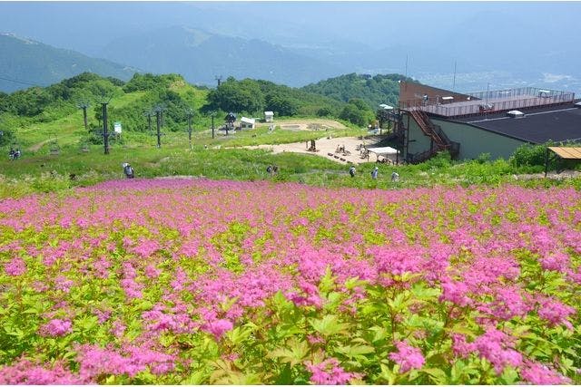 白馬五竜高山植物園　テレキャビン＋入園料（展望リフトは運行日フリー乗車）
