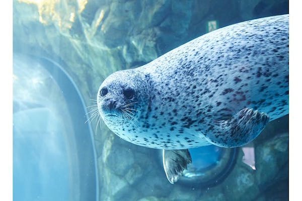 しながわ水族館の前売りチケット・割引情報 - アソビュー！