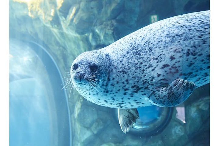 しながわ水族館