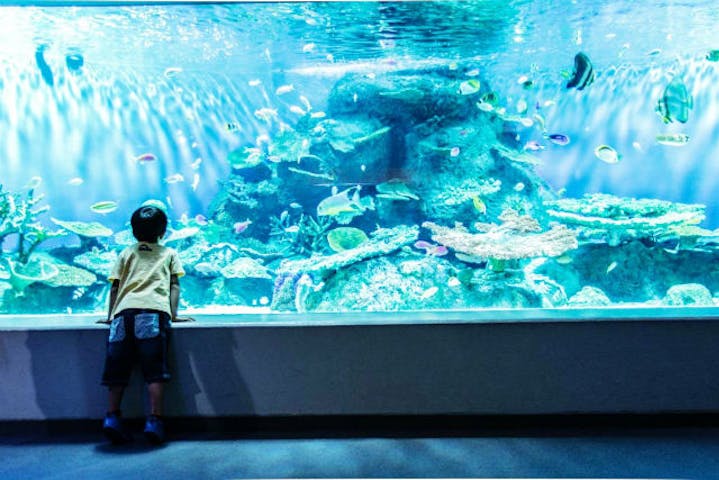 しながわ水族館 割引チケット クーポンならアソビュー