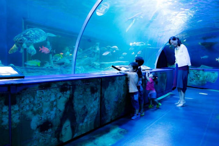 しながわ水族館 割引チケット クーポンならアソビュー