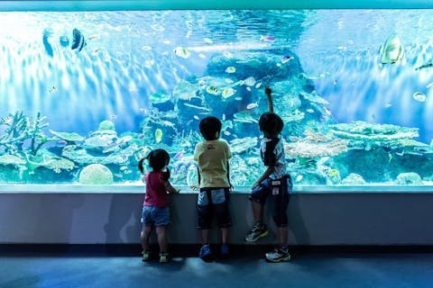 しながわ水族館 前売り電子チケット（入館）