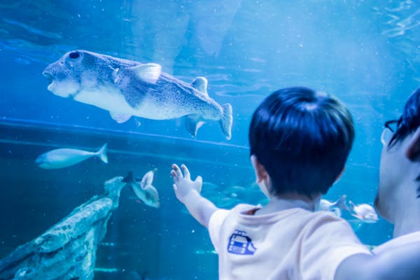 しながわ水族館の前売りチケット 割引情報 アソビュー