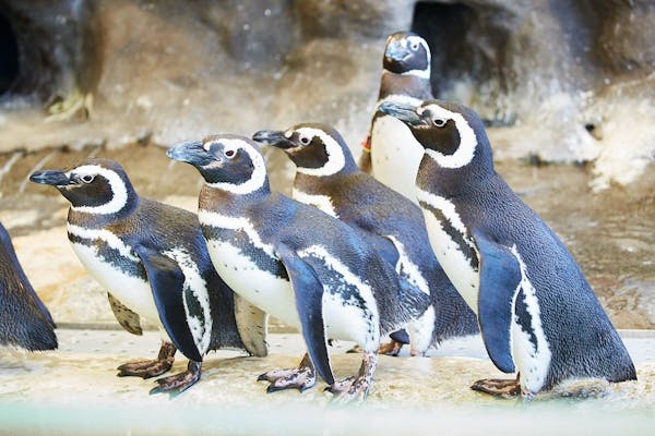 しながわ水族館 前売り電子チケット（入館）｜アソビュー！