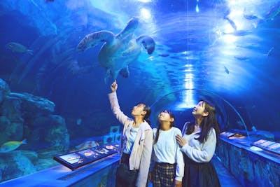 しながわ水族館 前売り電子チケット（入館）｜アソビュー！