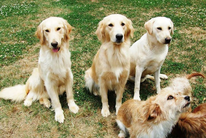 大山トム・ソーヤ牧場
