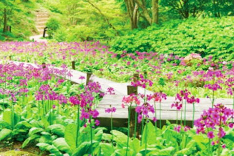 関西 フラワーパーク 植物園の遊び体験 アソビュー 休日の便利でお得な遊び予約サイト
