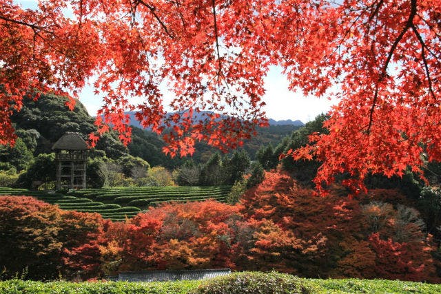 陽光美術館 日本庭園 慧洲園 前売り電子チケット 庭園入園 限定ポストカード アソビュー