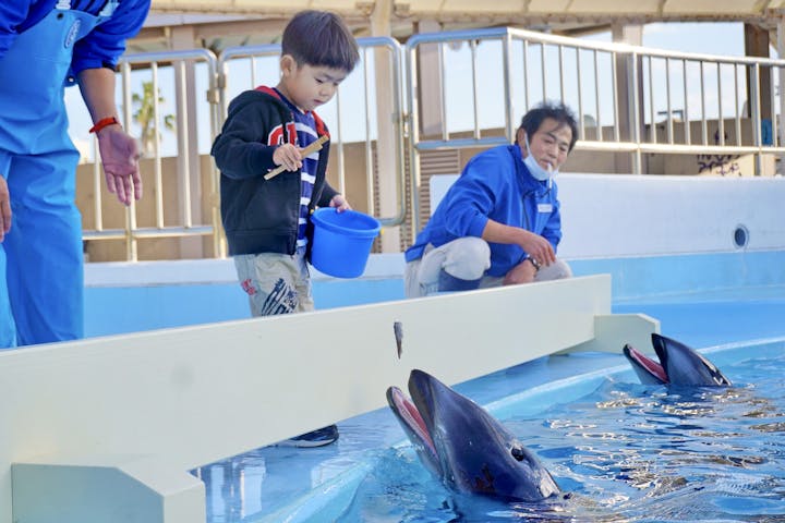 春休み限定 3 25 4 6 マリンワールド海の中道 パクパクイルカ 電子前売りチケット アソビュー