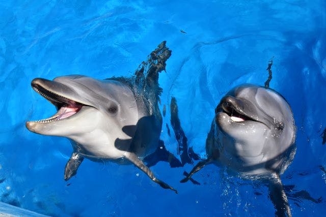 九州 おすすめ水族館まとめ 割引クーポンも充実 アソビュー