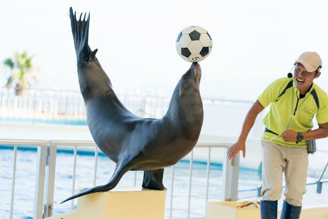 福岡・マリンワールド海の中道 窓口に並ばずに入場できるWEBチケット - マリンワールド海の中道