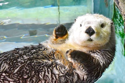 前日までの購入必須 15時 入館可 最大250円割引 福岡 マリンワールド海の中道 Webチケット アソビュー