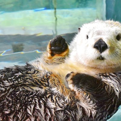 前日までの購入必須 15時 入館可 最大250円割引 福岡 マリンワールド海の中道 Webチケット アソビュー 前日までの購入必須 15時 入館可 最大250円割引 福岡 マリンワールド海の中道 Webチケット アソビュー