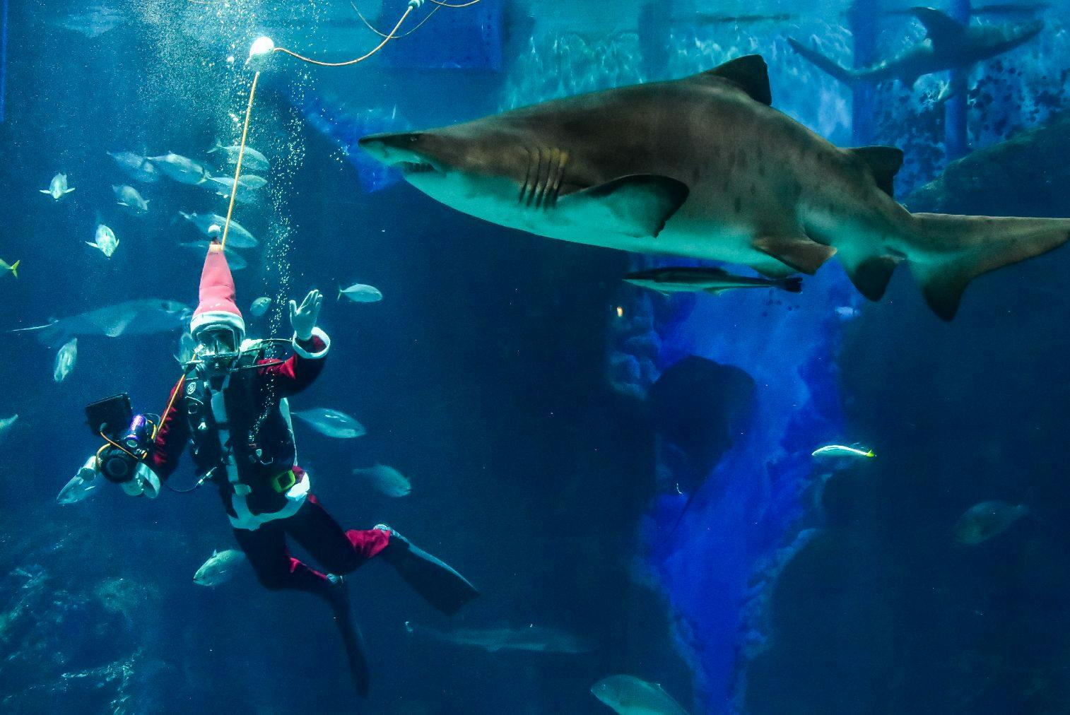 超特割！【13％割引】福岡・マリンワールド海の中道　WEB入場チケット（大人+小学生・中学生ペア券）