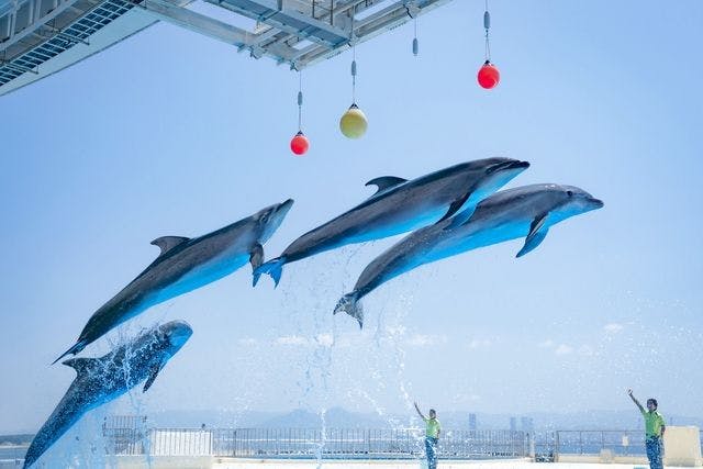 260円お得！セット券】マリンワールド海の中道入館券+ 海の中道海浜