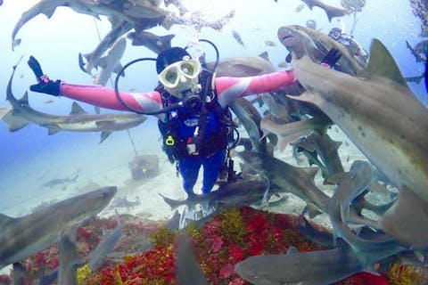 超特割！28%割・サメの大群を間近で【千葉・館山・ファンダイブ】5ヶ所から選べる※初回別途料金有