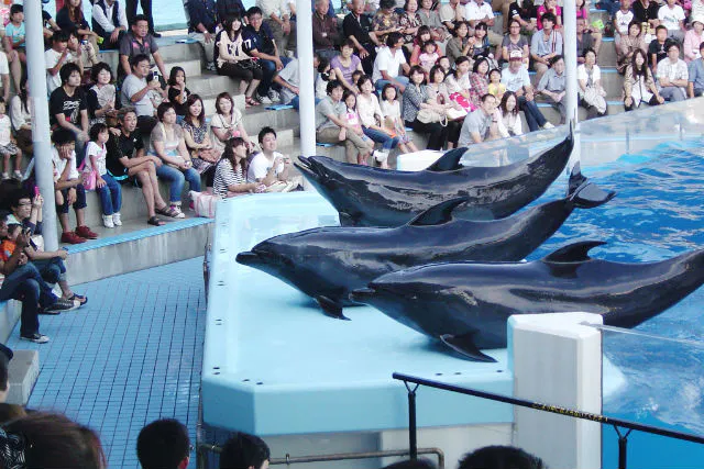 かなりお得な、越前松島水族館無料券 越前松島水族館 入館料500円割引券の通販 by R.Aku's shop｜ラクマ