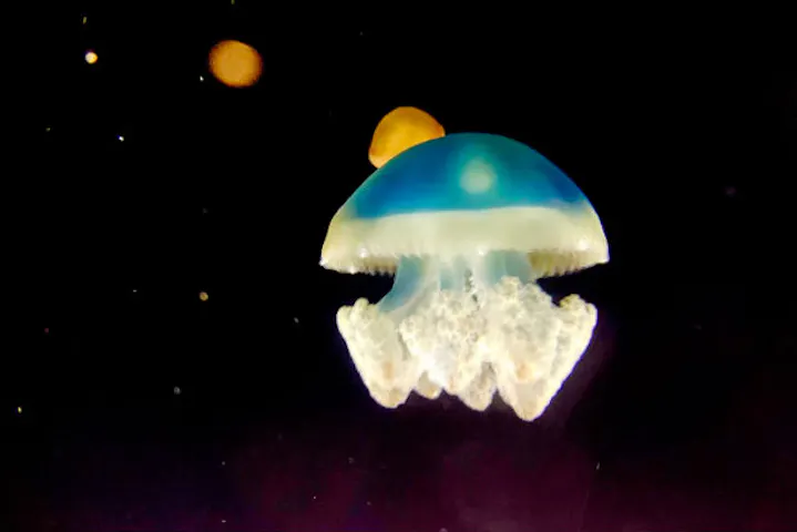 13 割引 ヨコハマおもしろ水族館 割引チケット クーポンならアソビュー