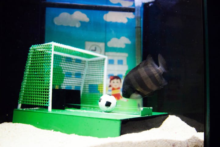 13 割引 ヨコハマおもしろ水族館 割引チケット クーポンならアソビュー