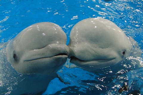 島根県立しまね海洋館アクアス　冬季限定！シロイルカトレーニング見学ツアー