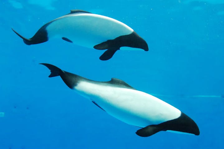 鳥羽水族館 割引チケット クーポンならアソビュー 鳥羽水族館 割引チケット クーポンならアソビュー