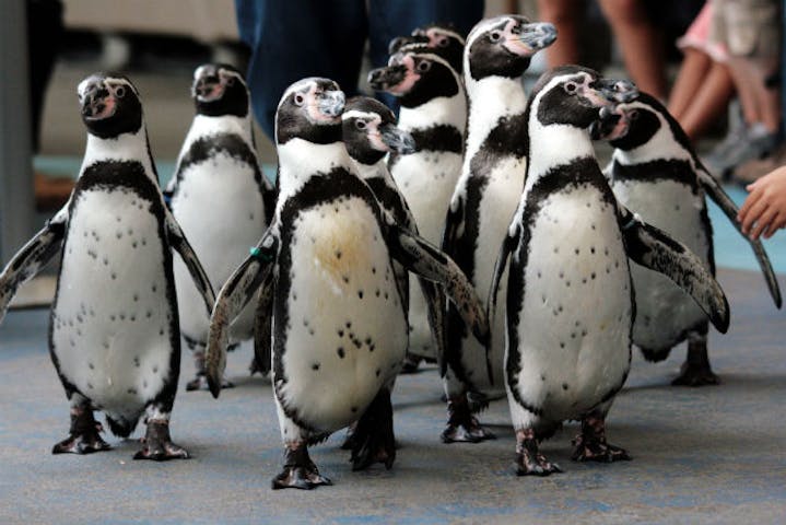 鳥羽水族館 割引チケット クーポンならアソビュー