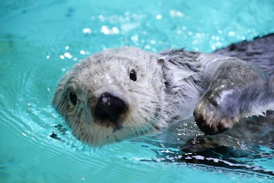 【当日券】鳥羽水族館 WEBチケット（入館）｜アソビュー！