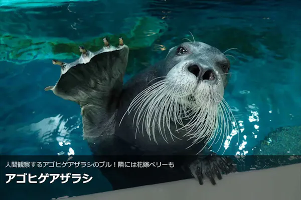 最大150円割引】大分マリーンパレス水族館 「うみたまご」 WEBチケット