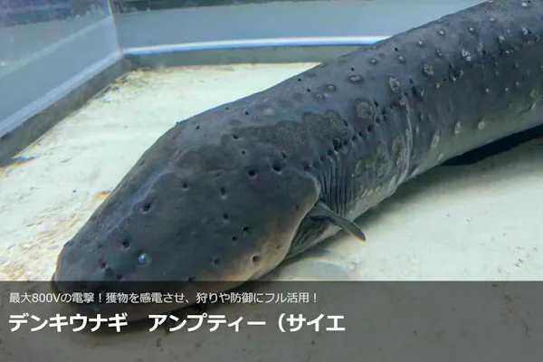 最大150円割引】大分マリーンパレス水族館 「うみたまご」 WEBチケット