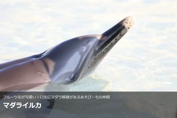 最大150円割引】大分マリーンパレス水族館 「うみたまご」 WEBチケット