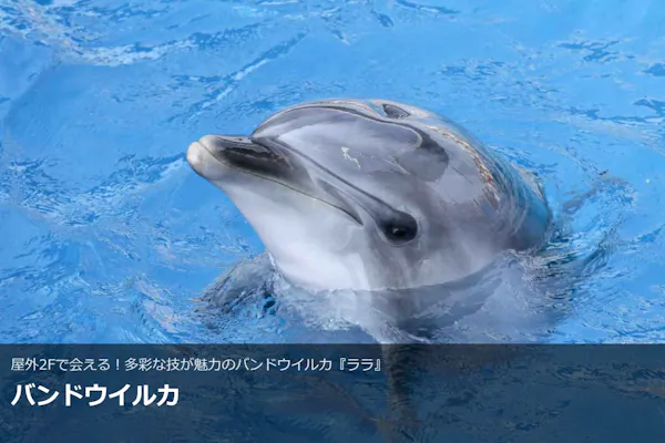 最終値下げうみたまご招待券5枚 大分マリーンパレス水族館 うみたまご 招待券2枚と割引券(5名まで)有効