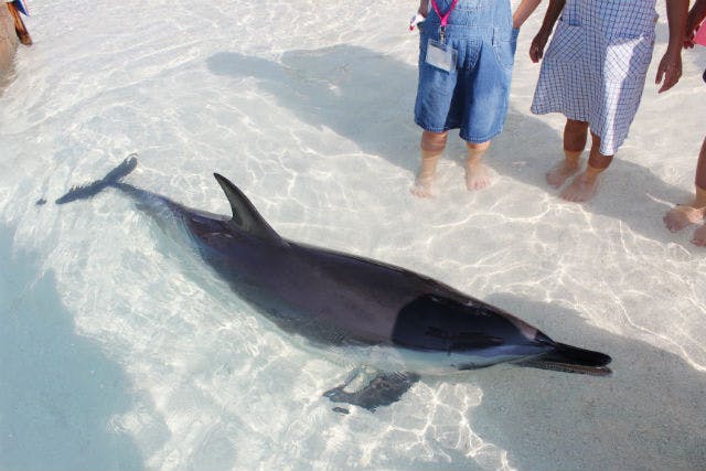 最大150円割引】大分マリーンパレス水族館 「うみたまご」 WEBチケット（入館）｜アソビュー！