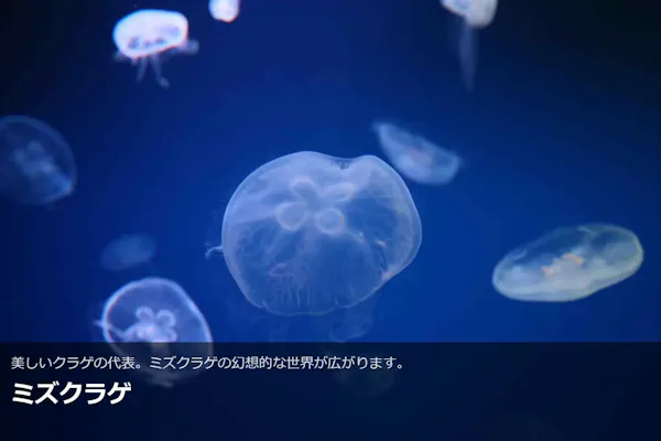 最大150円割引】大分マリーンパレス水族館 「うみたまご」 WEBチケット
